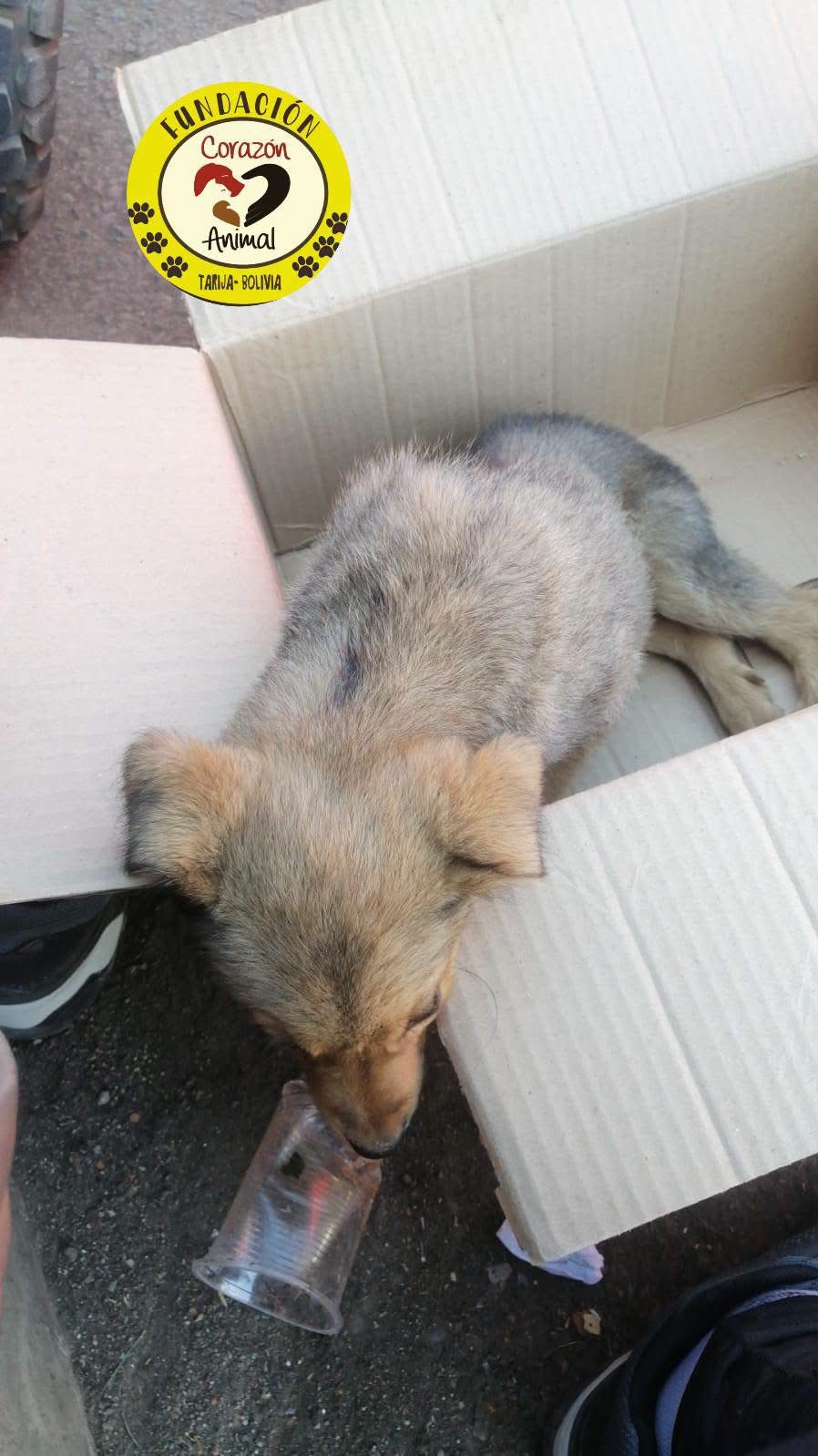 Angelito when he was found, injured