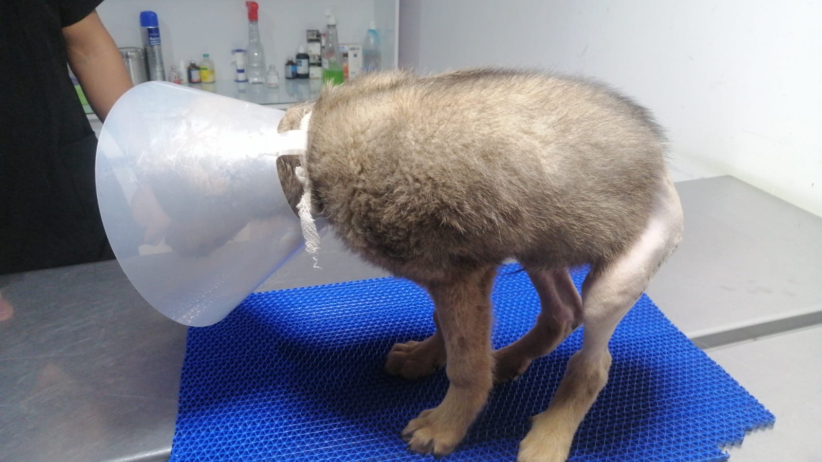 Angelito standing on his own during his post-op recheck
