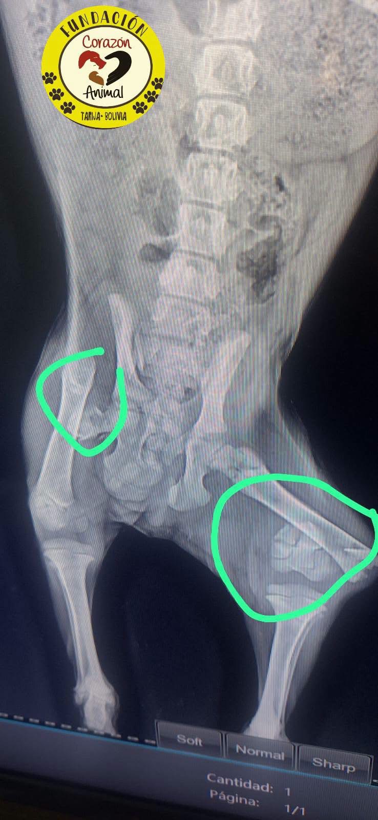 X-ray showing fractures in Angelito's back legs