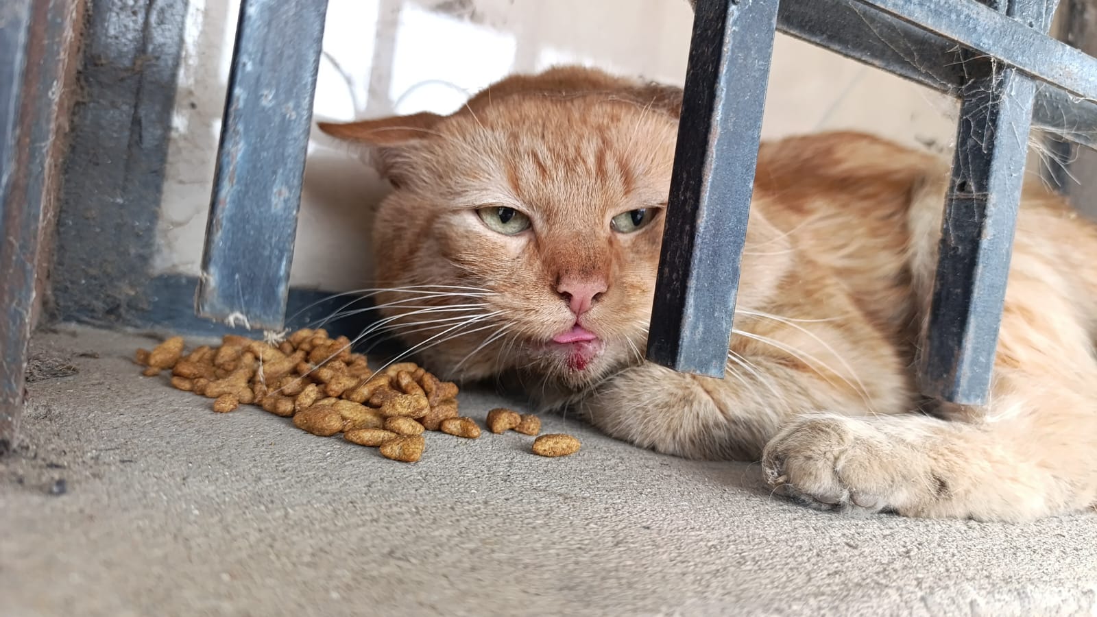 Chilo when he was found, injured and in pain