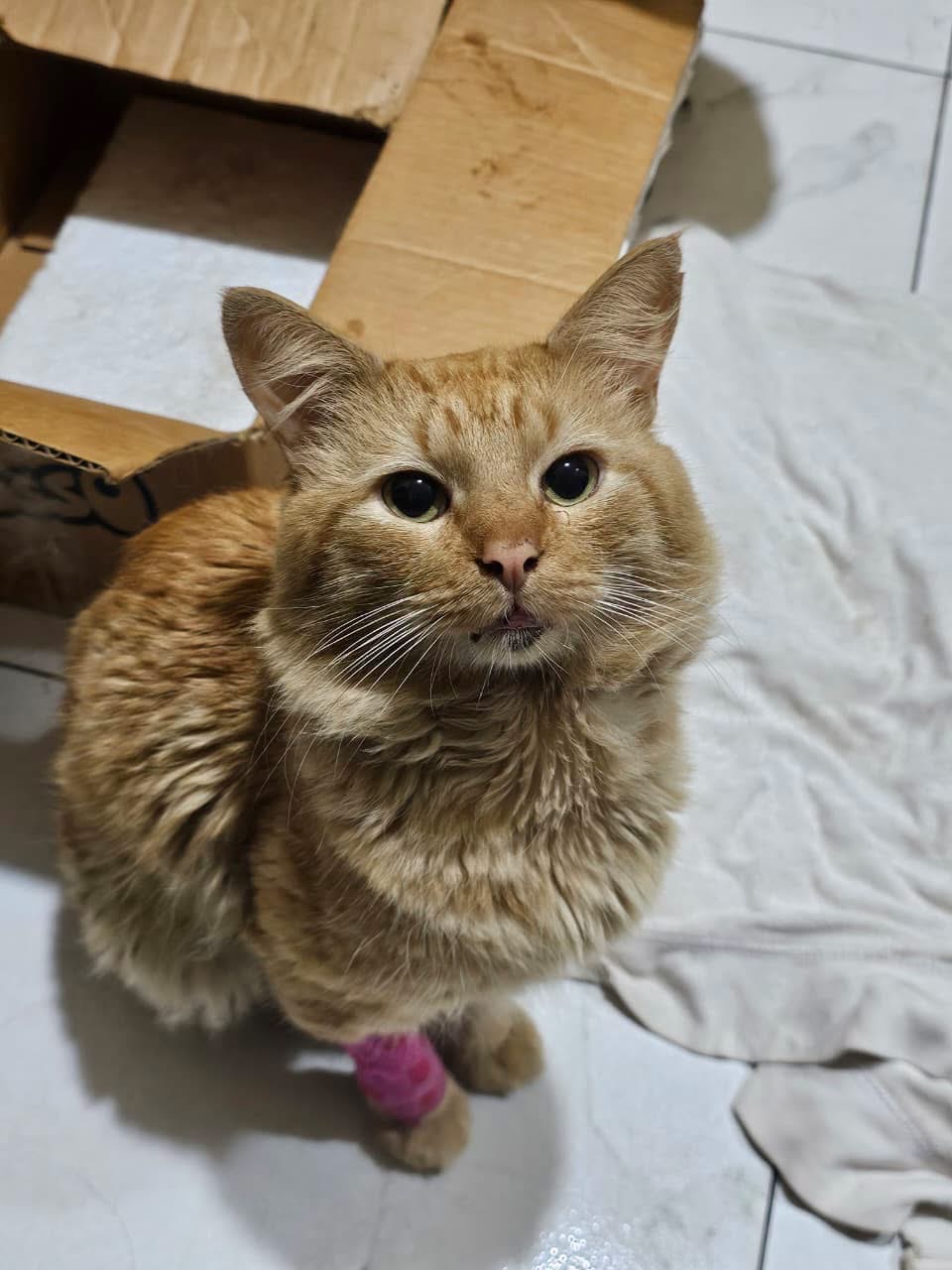 Chilo recovering and sitting up on his own