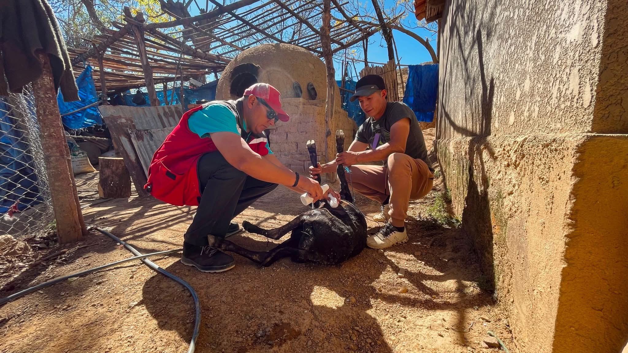 The Municipal Zoonosis team treating a calf injured in the wildfires