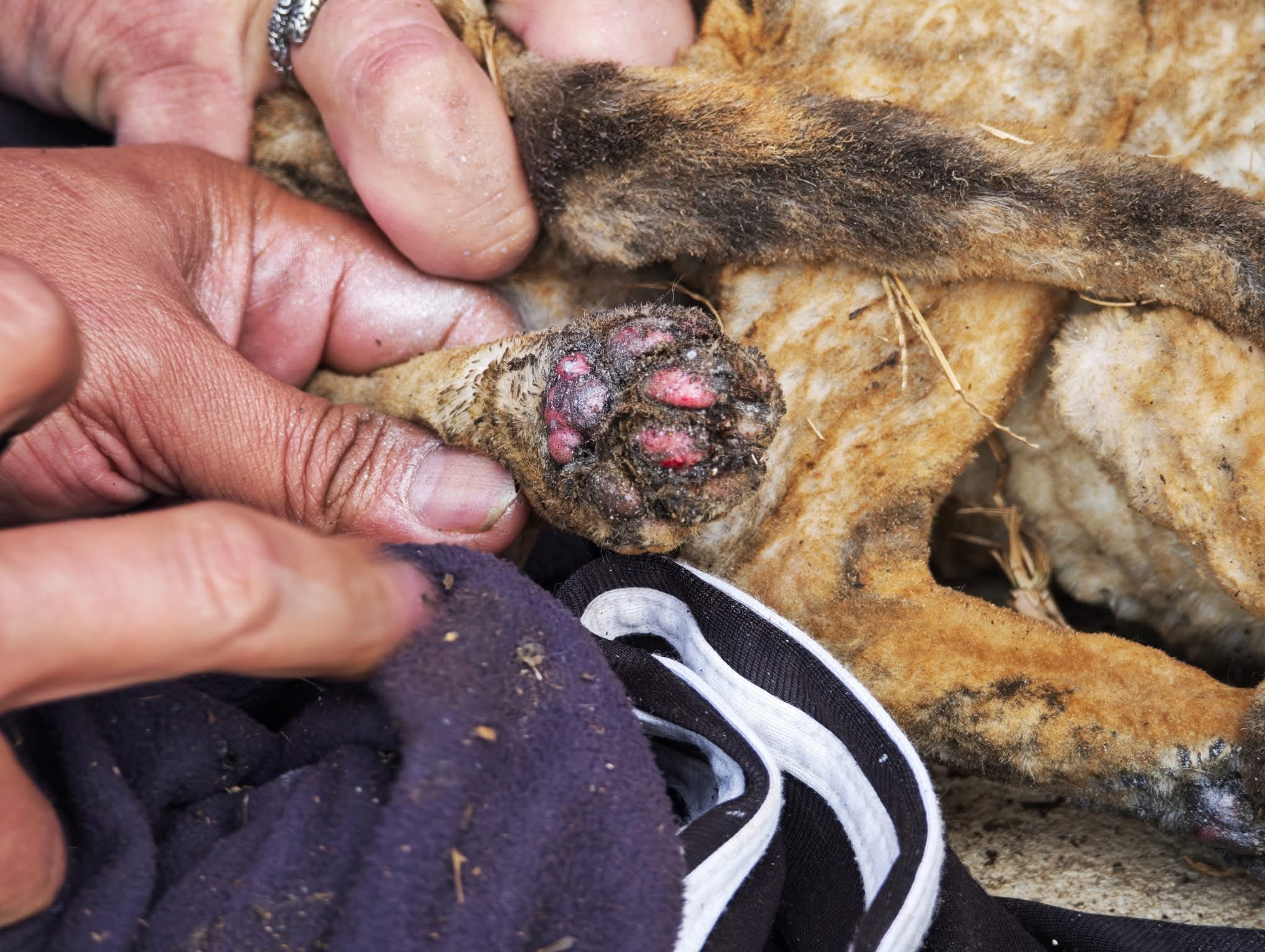 Burned paws treated in the field
