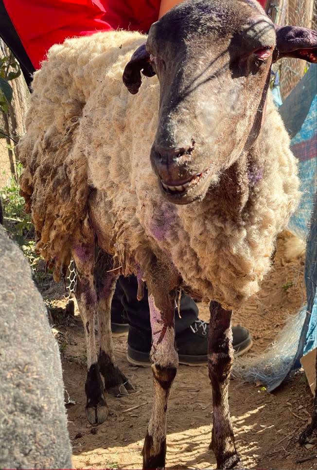 A sheep injured in the wildfires