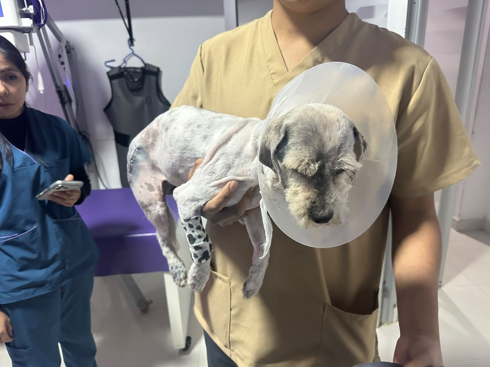 Muñeca right after her surgery