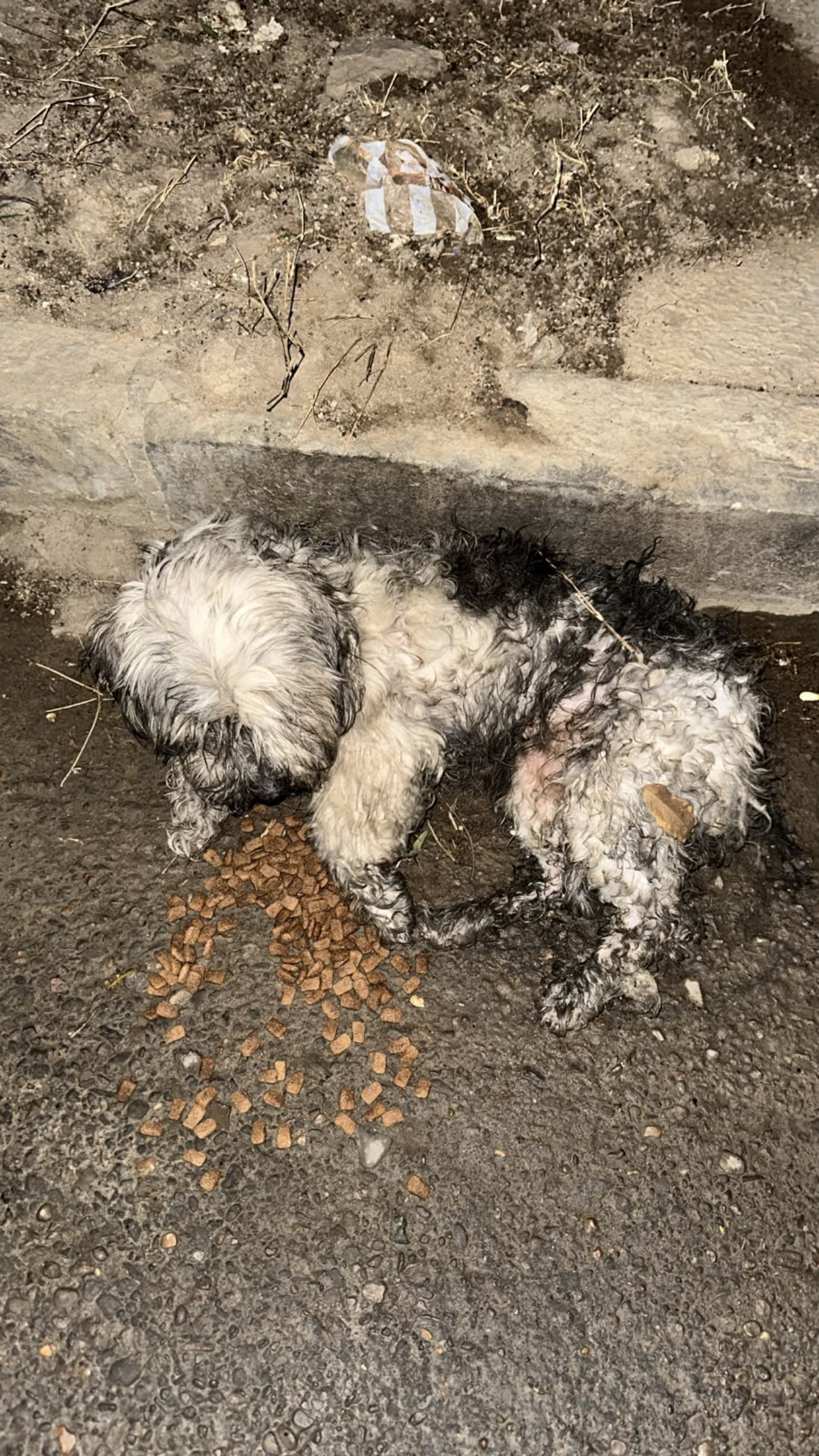 Muñeca when she was found, injured and malnourished