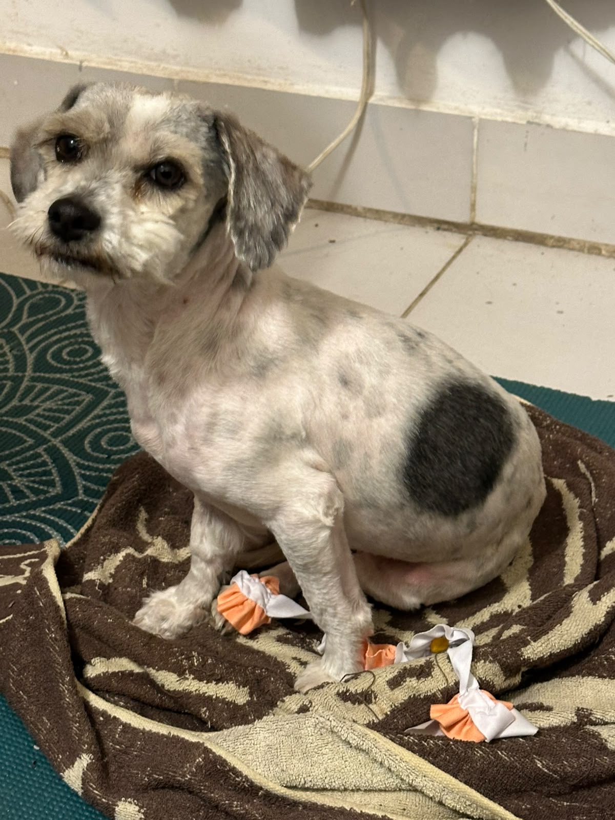 Muñeca recovering and sitting up on her own