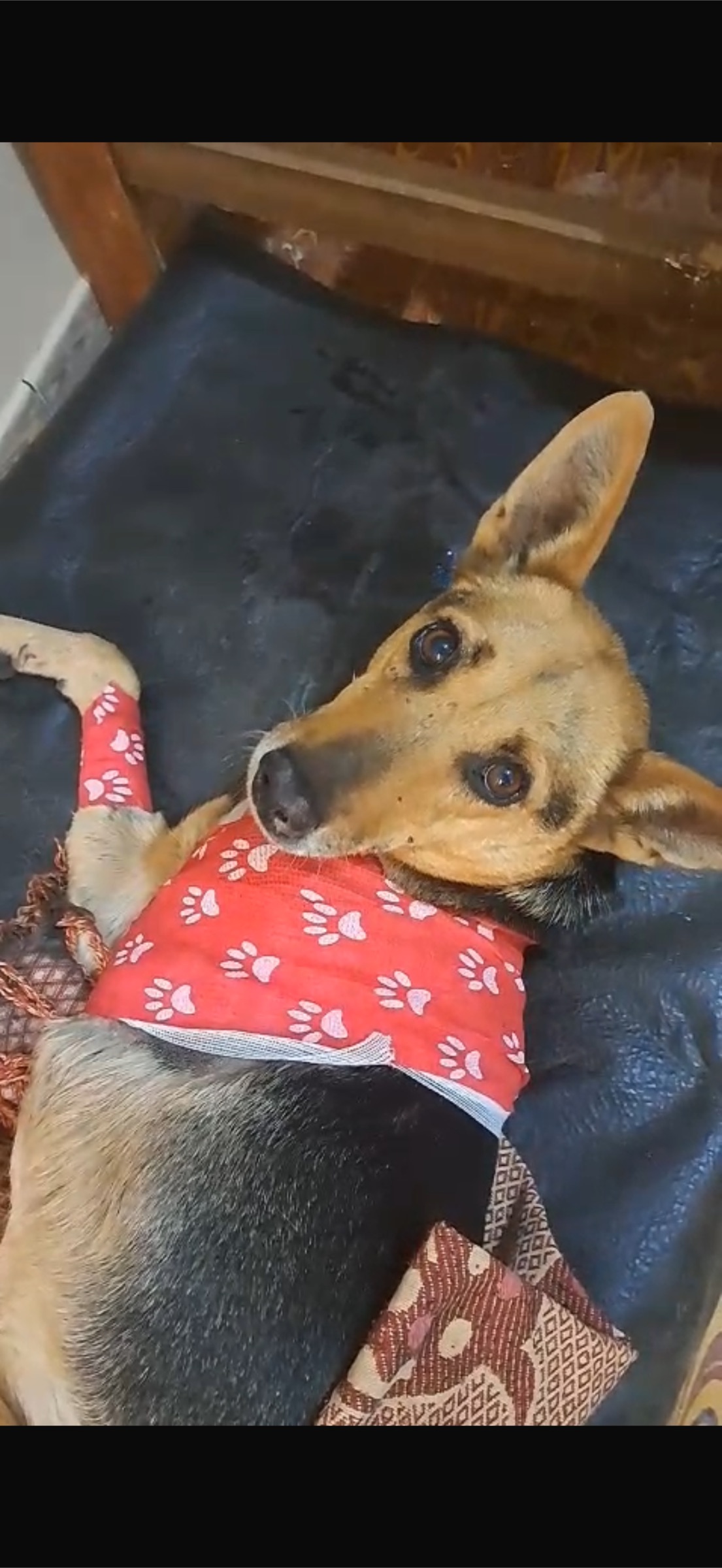 Rhaenyra recovering after her leg amputation surgery