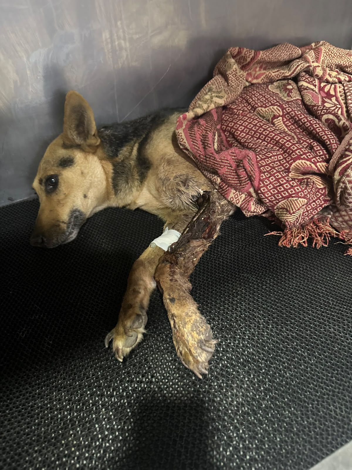 Rhaenyra before her amputation surgery