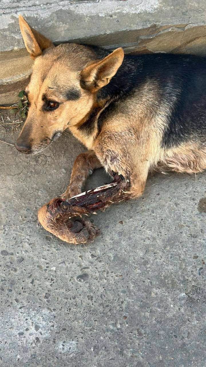 Rhaenyra when she was found with a severe leg injury